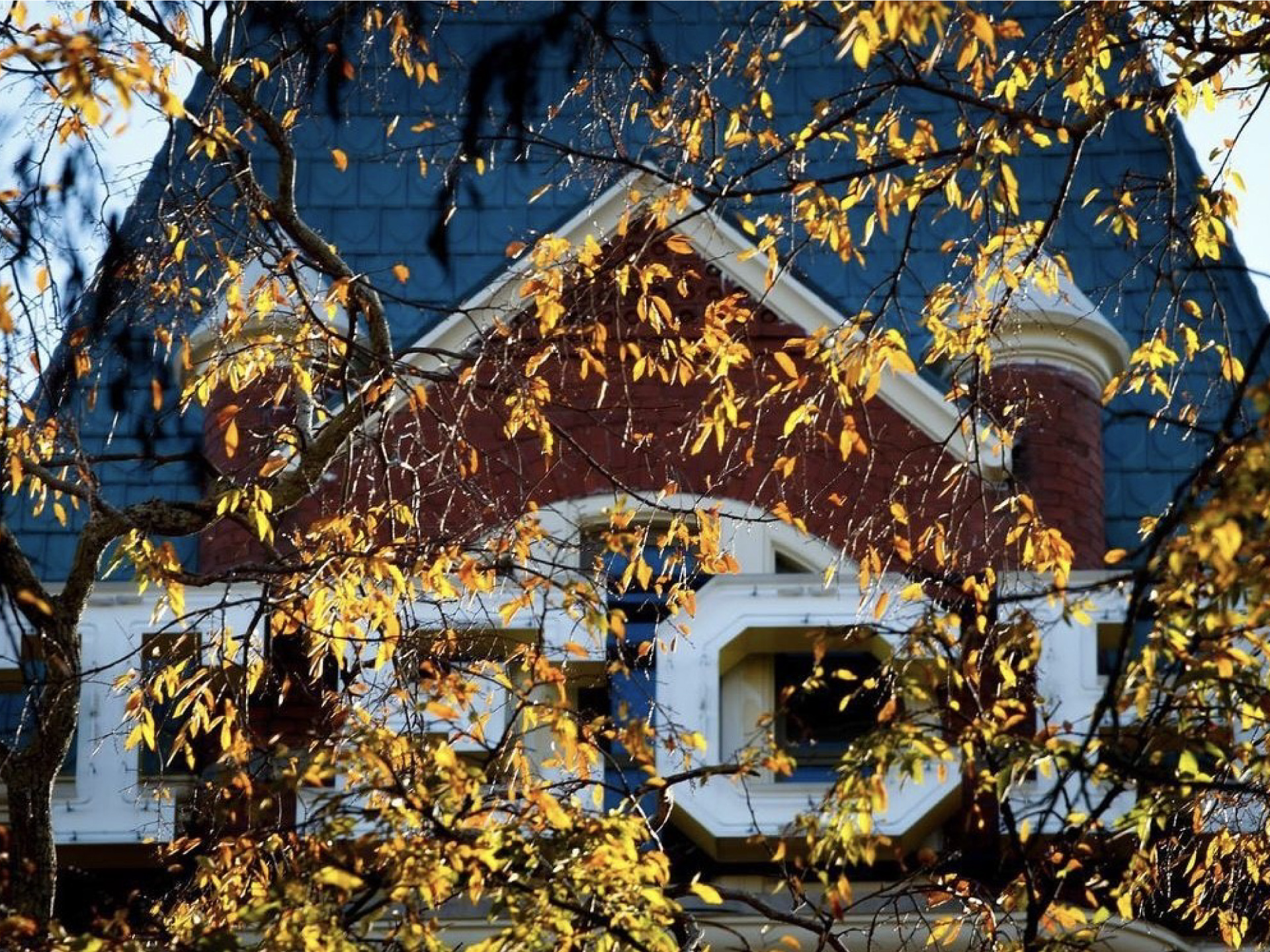 fall tower leaves